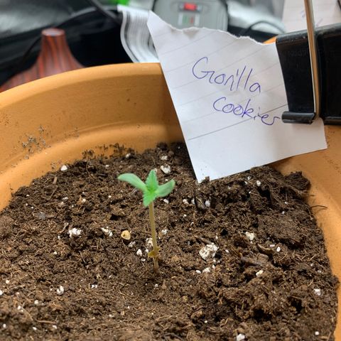 Gorilla Cookies Auto growlog timeline photo