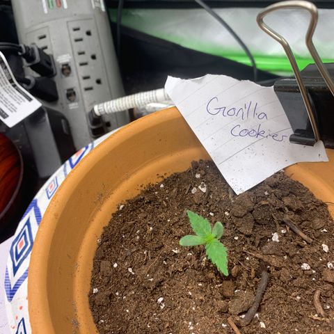 Gorilla Cookies Auto growlog timeline photo