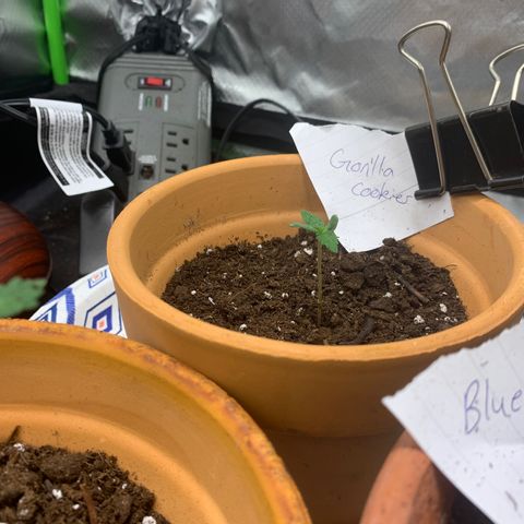 Gorilla Cookies Auto growlog timeline photo