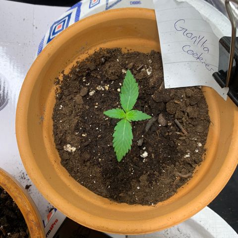 Gorilla Cookies Auto growlog timeline photo