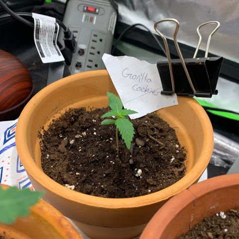 Gorilla Cookies Auto growlog timeline photo