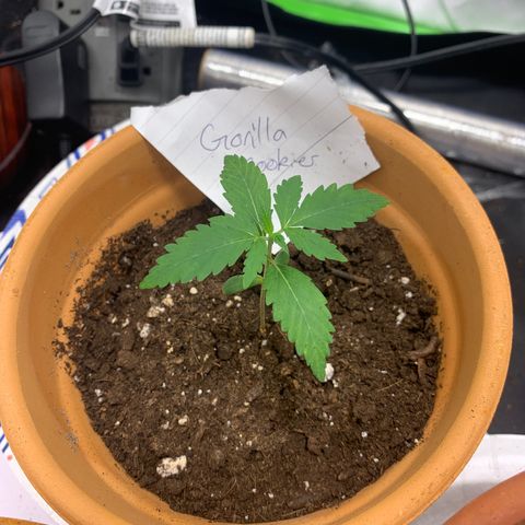 Gorilla Cookies Auto growlog timeline photo