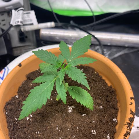Gorilla Cookies Auto growlog timeline photo