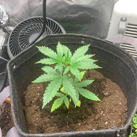 Gorilla Cookies Auto growlog photo: Trying some LST. Not sure if I did it right