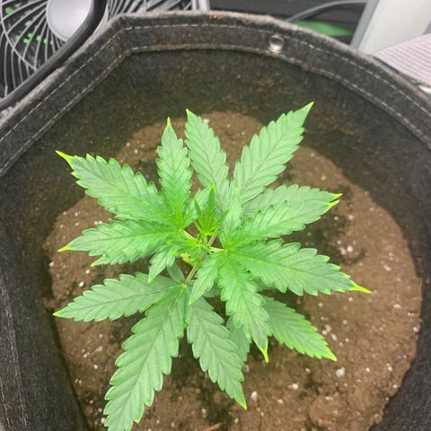 Gorilla Cookies Auto growlog photo: Trying some LST. Not sure if I did it right