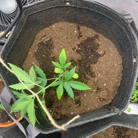 Gorilla Cookies Auto growlog photo: Trying some LST. Not sure if I did it right