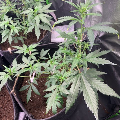 Gorilla Cookies Auto growlog timeline photo