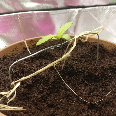 Royal Creamatic growlog timeline photo