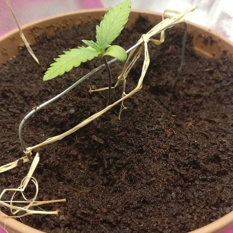 Royal Creamatic growlog timeline photo