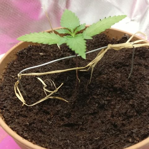Royal Creamatic growlog timeline photo