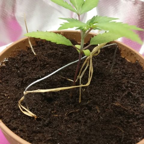 Royal Creamatic growlog timeline photo