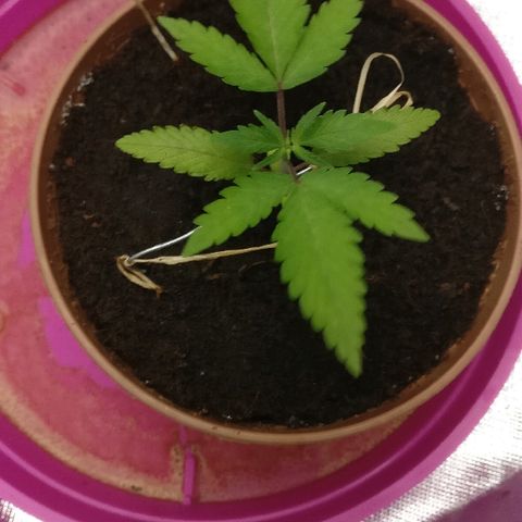 Royal Creamatic growlog timeline photo