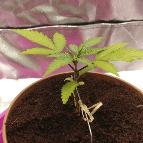 Royal Creamatic growlog timeline photo