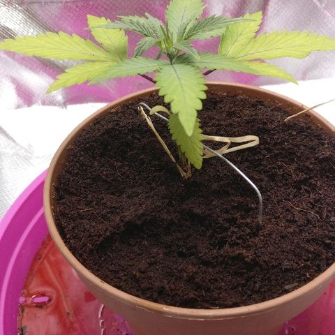 Royal Creamatic growlog timeline photo