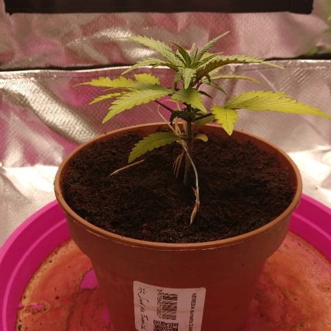 Royal Creamatic growlog timeline photo