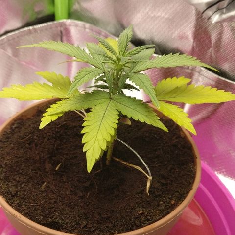 Royal Creamatic growlog timeline photo