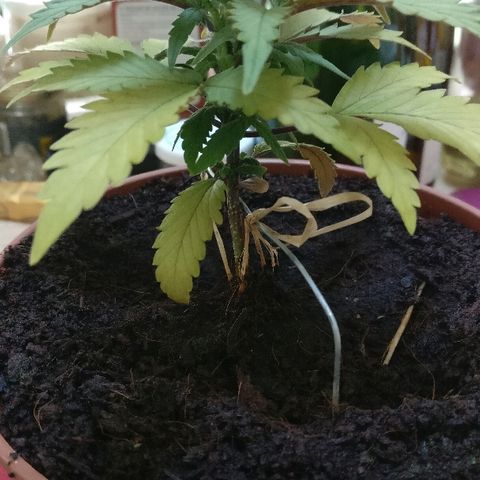 Royal Creamatic growlog timeline photo