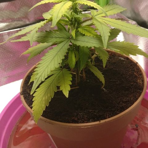 Royal Creamatic growlog timeline photo