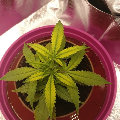 Royal Creamatic growlog timeline photo