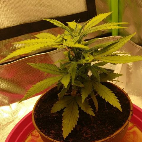 Royal Creamatic growlog timeline photo