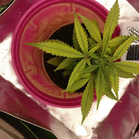 Royal Creamatic growlog timeline photo