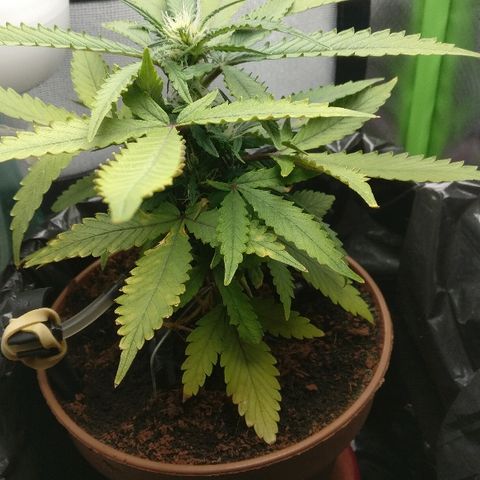 Royal Creamatic growlog timeline photo
