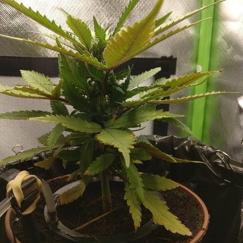 Royal Creamatic growlog timeline photo