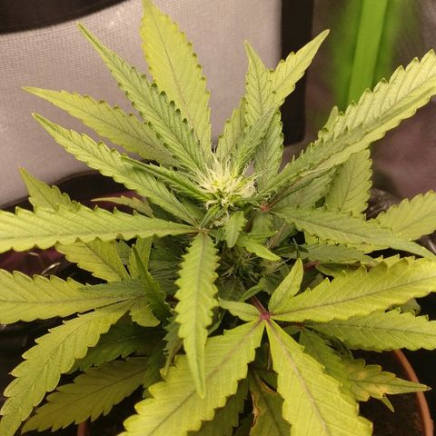 Royal Creamatic growlog timeline photo