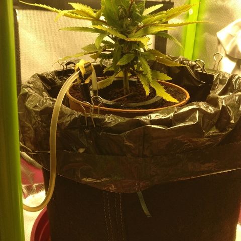 Royal Creamatic growlog timeline photo