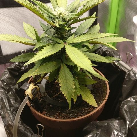 Royal Creamatic growlog timeline photo