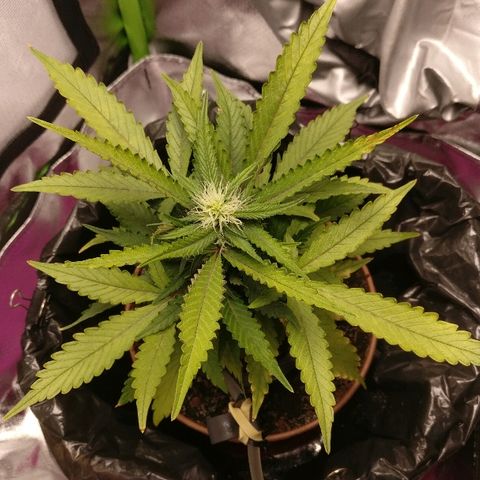 Royal Creamatic growlog timeline photo