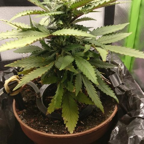 Royal Creamatic growlog timeline photo