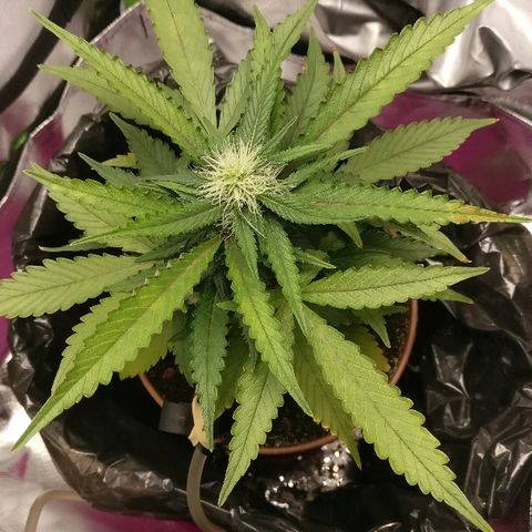 Royal Creamatic growlog timeline photo