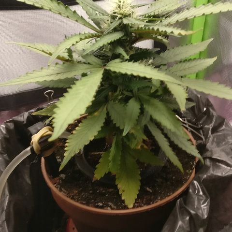 Royal Creamatic growlog timeline photo