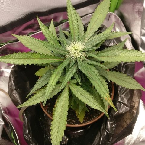 Royal Creamatic growlog timeline photo