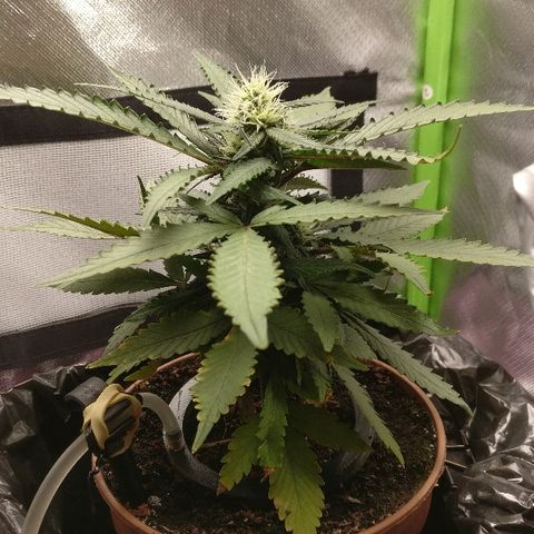 Royal Creamatic growlog timeline photo