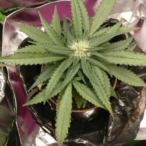 Royal Creamatic growlog timeline photo
