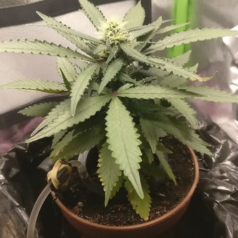 Royal Creamatic growlog timeline photo