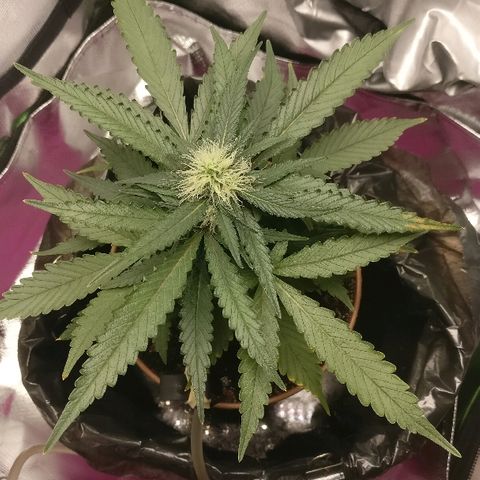 Royal Creamatic growlog timeline photo