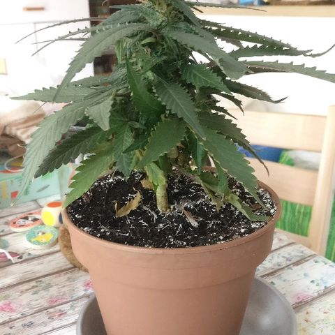 Royal Creamatic growlog timeline photo