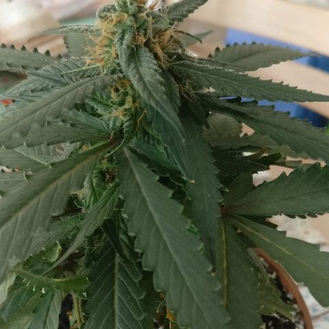 Royal Creamatic growlog timeline photo