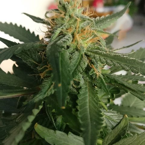 Royal Creamatic growlog timeline photo