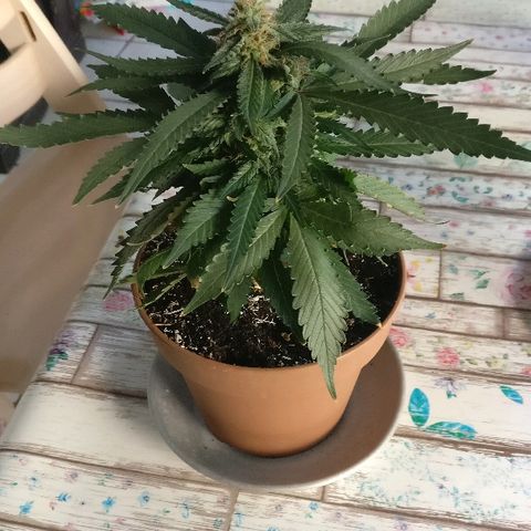 Royal Creamatic growlog timeline photo