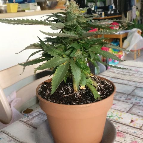 Royal Creamatic growlog timeline photo