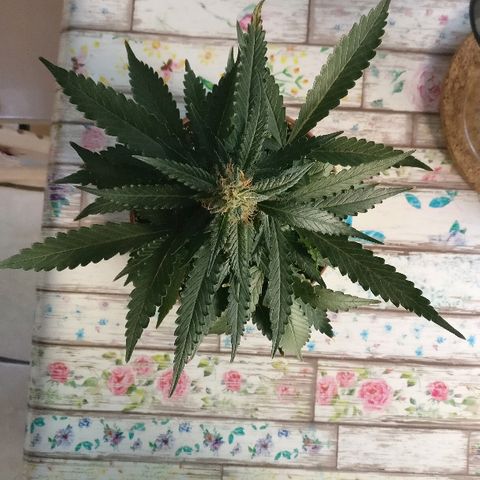 Royal Creamatic growlog timeline photo