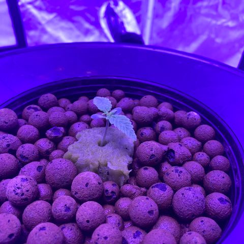Hulkberry growlog timeline photo