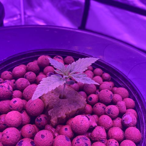 Hulkberry growlog timeline photo