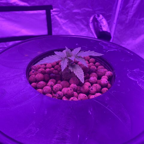 Hulkberry growlog timeline photo
