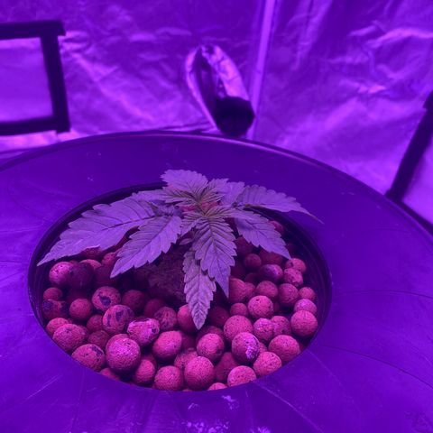 Hulkberry growlog timeline photo
