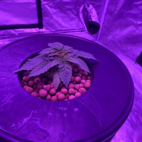 Hulkberry growlog timeline photo